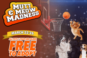 Mutt and Meow Madness