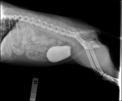 Ginger's x-ray